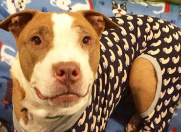 American Pets Alive