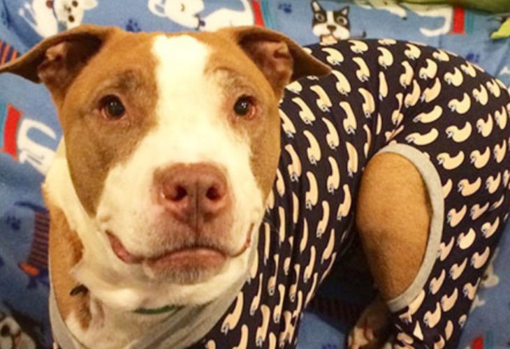 American Pets Alive