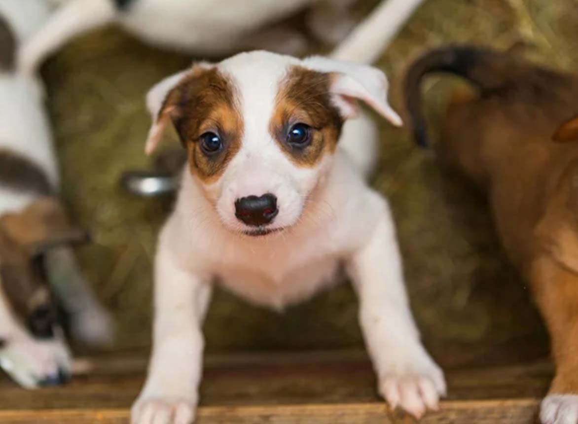 how-much-does-it-cost-to-adopt-a-shelter-pet-shelter-animals-count