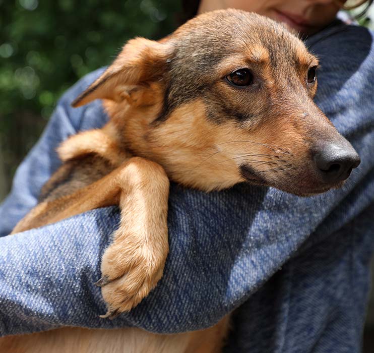Dog behind held