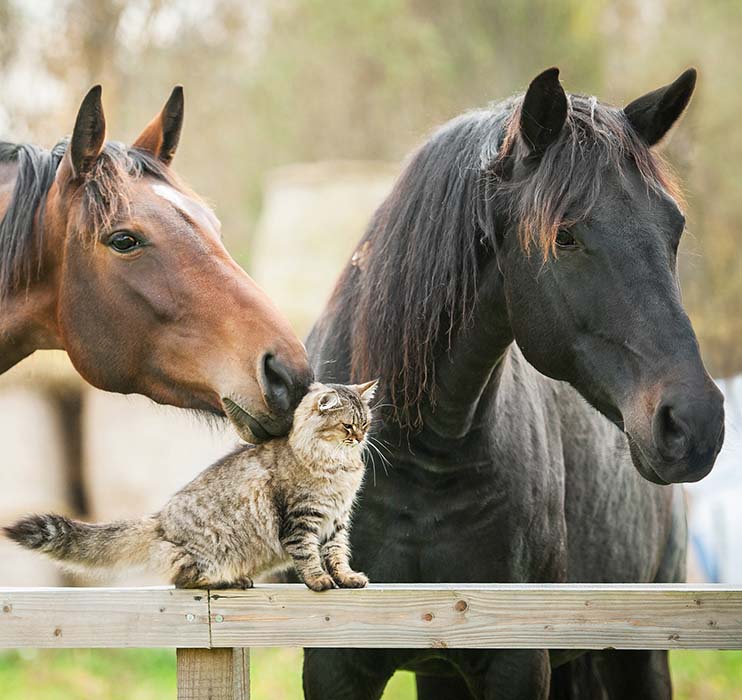 Horses and cat