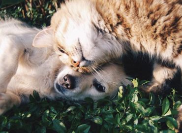National Adopt a Pet Day