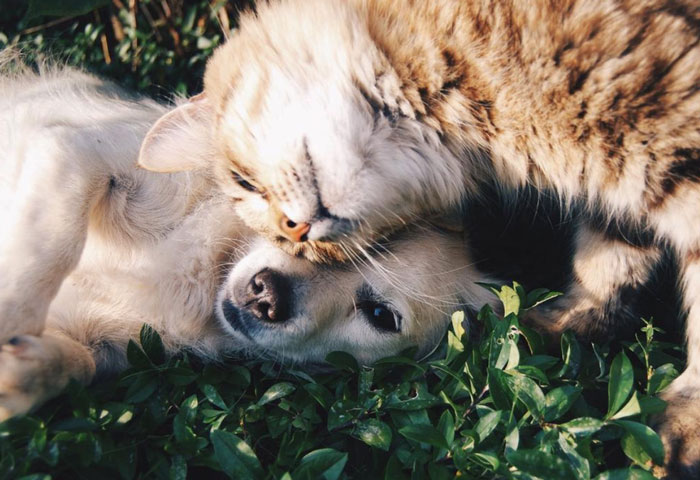 National Adopt a Pet Day