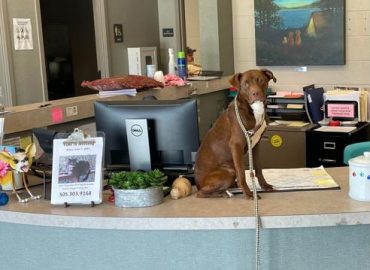 dog on desk