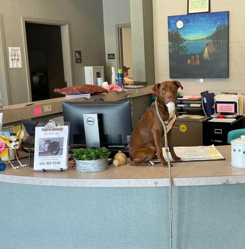 dog on desk