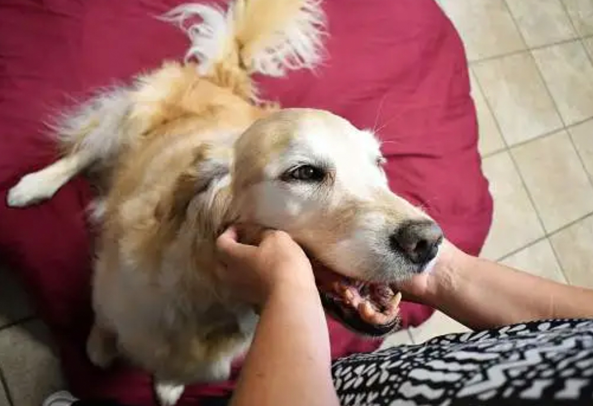 Pets needing deals homes