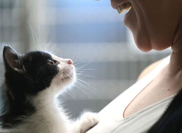 MSPCA Kevin