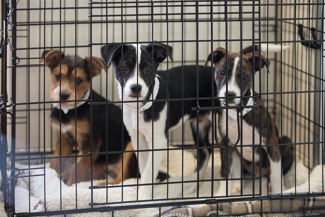 Animal shelters face a potentially fatal pet adoption crisis - Shelter  Animals Count
