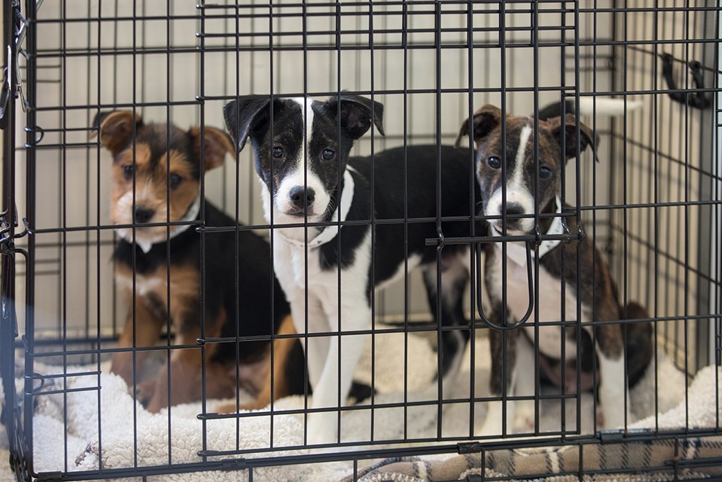 Animal shelters face a potentially fatal pet adoption crisis - Shelter Animals Count Animal shelters face a potentially fatal pet adoption crisis - Shelter Animals Count