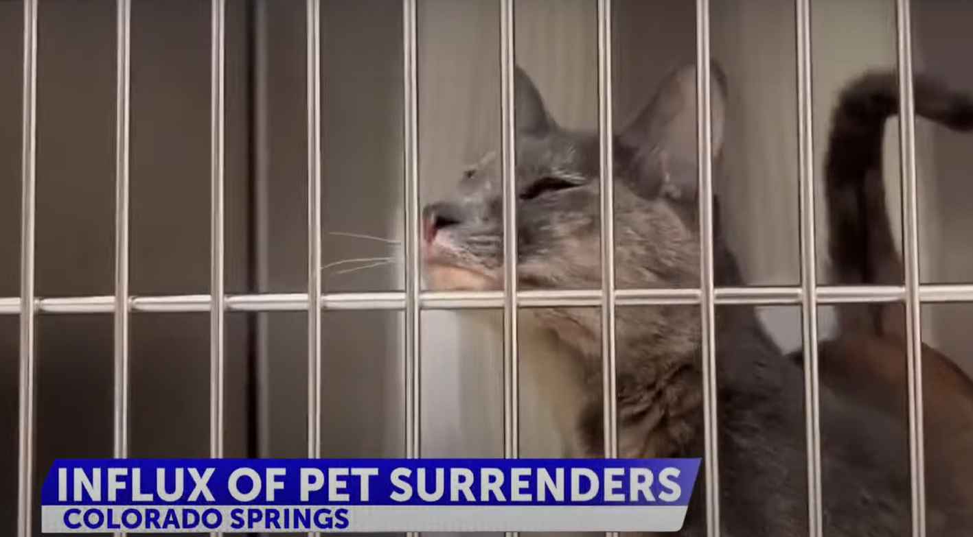 Humane Society of the Pikes Peak Region sees influx of pets into their shelter - Shelter Animals Count Humane Society of the Pikes Peak Region sees influx of pets into their shelter - Shelter Animals Count