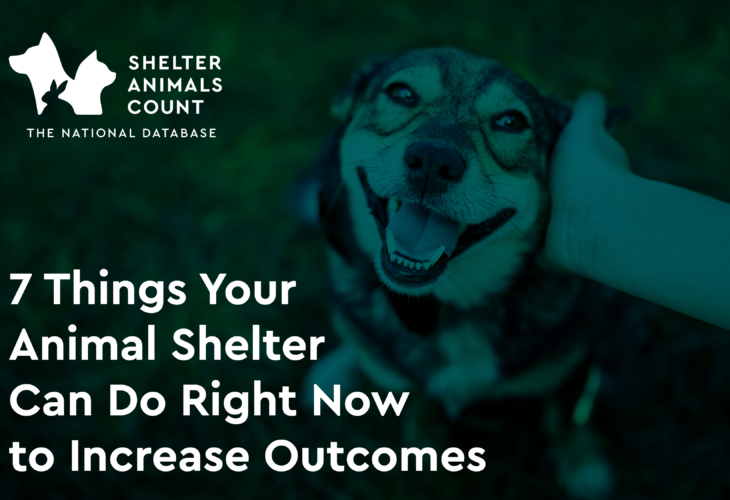 7 Things Your Animal Shelter Can Do Right Now to Increase Outcomes - Shelter  Animals Count