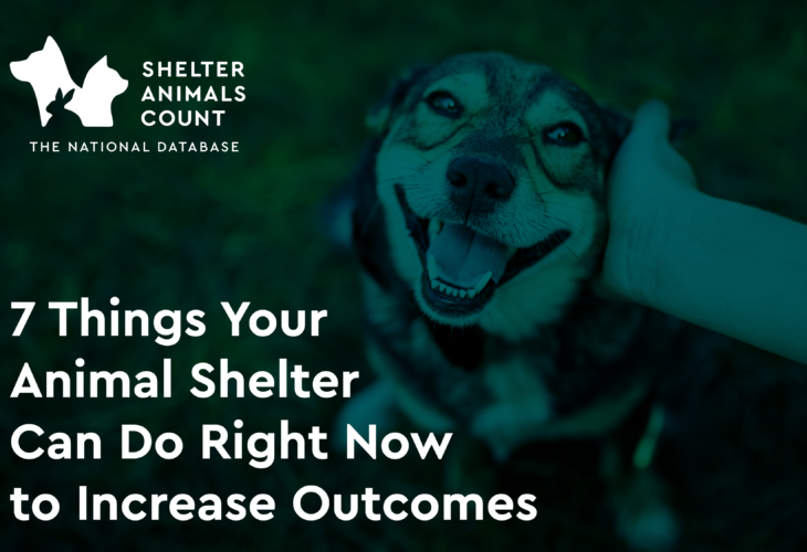 what do dog shelters do