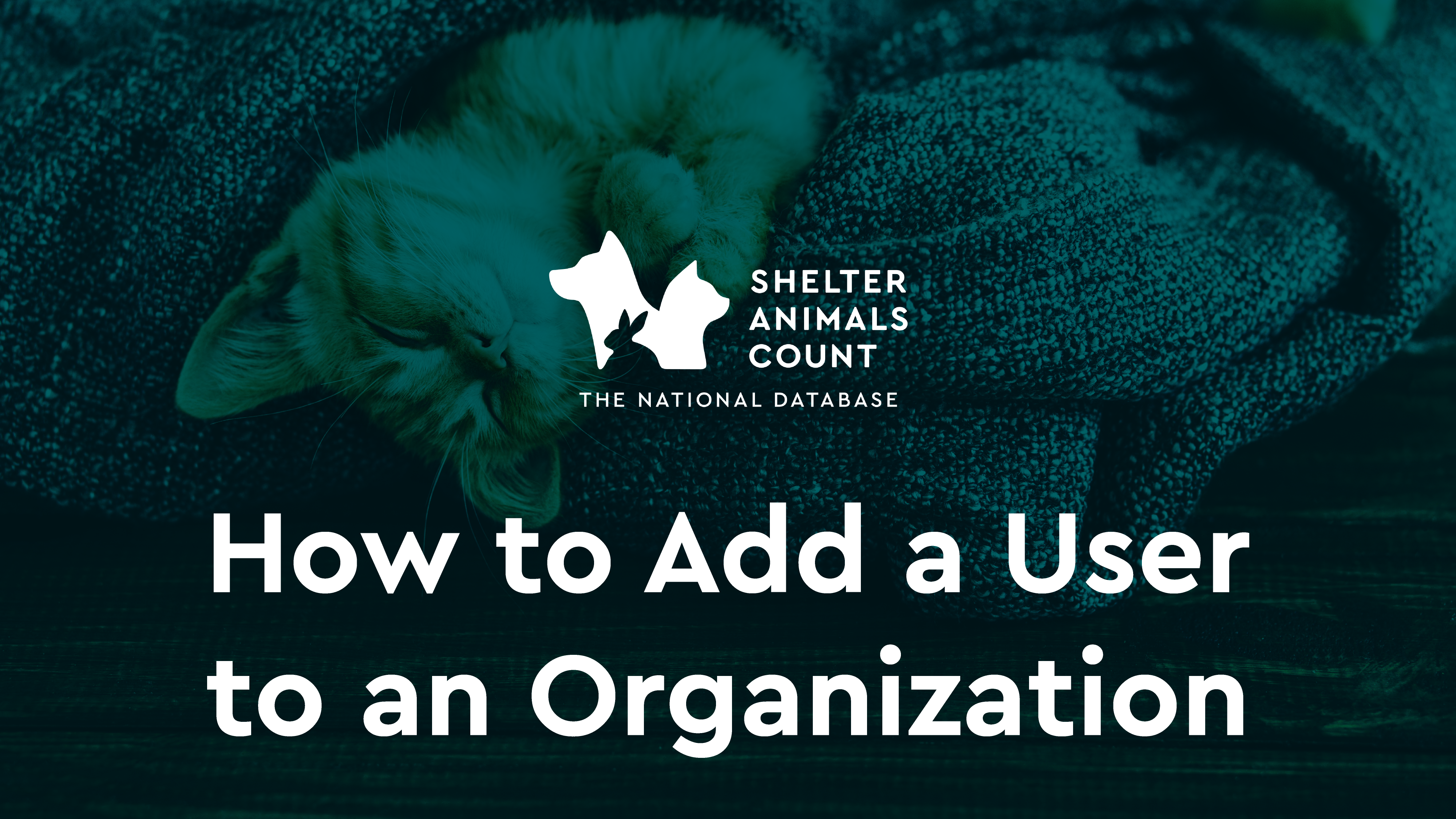 How to Add a User to an Organization