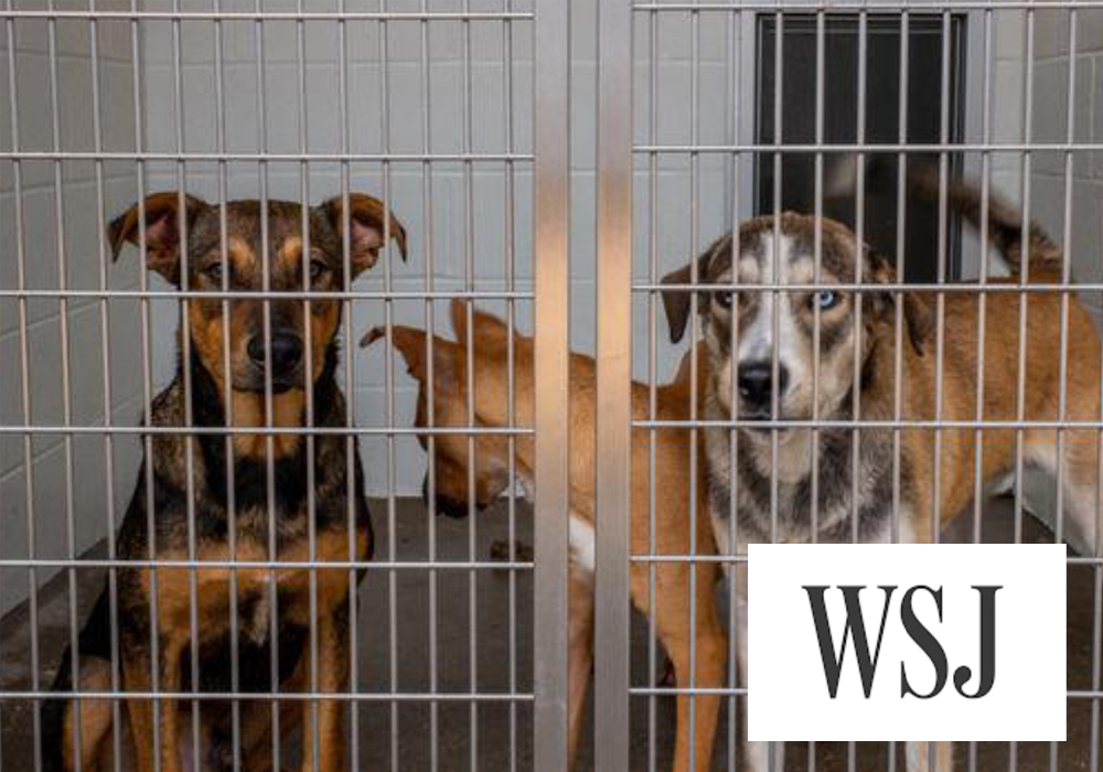 Overwhelmed Animal Shelters Look for Solutions Shelter Animals Count