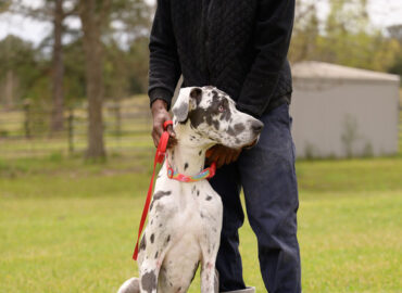 Great Dane dog with leash next to animal shelter volunteer handler