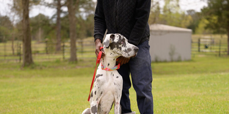 Great Dane dog with leash next to animal shelter volunteer handler