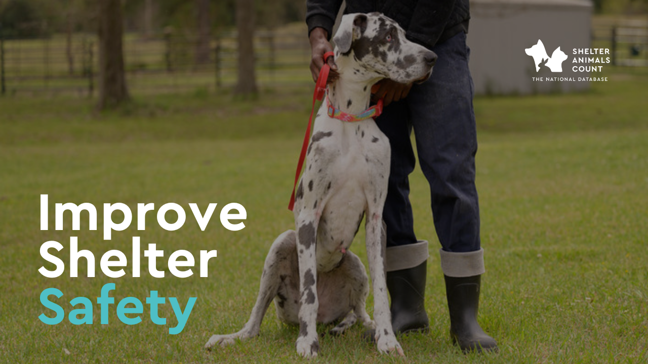 Improve Shelter Safety Through Better Dog Management | Dogs & Data July Webinar Recap | SAC