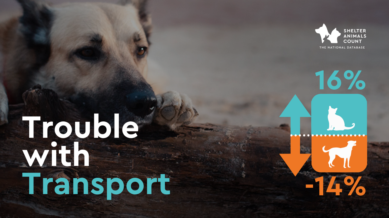 Addressing Animal Transport Challenges | Dogs & Data June Webinar Recap | Shelter Animals Count