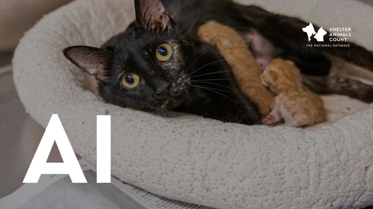 Using AI for Animal Shelter Data | Shelter Animals Count with Kristen Hassen