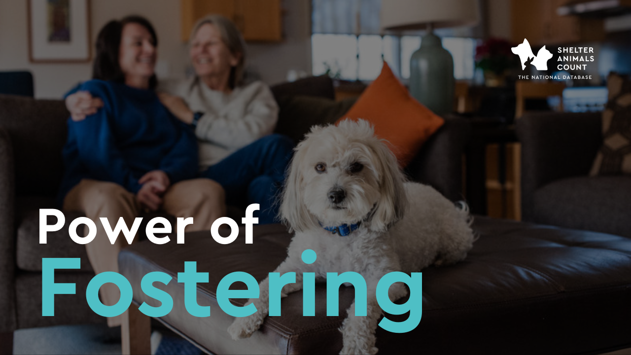 The Unharnessed Power of Dog Foster Programs