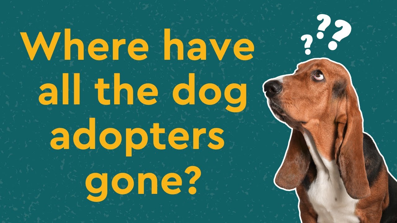 Where Have All the Dog Adopters Gone? Shelter Animals Count Webinar Part 1