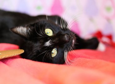black cat myth, shelter animals count