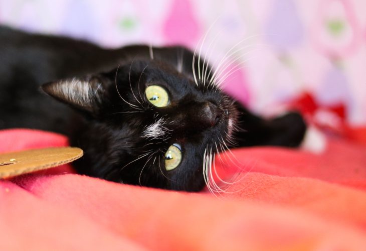 black cat myth, shelter animals count