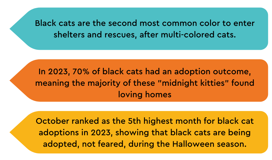 black cat adoption myths