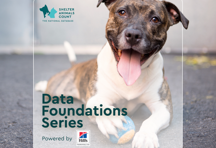 data foundations series, shelter animals count, hill's pet nutrition,