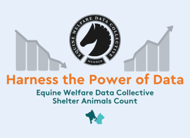 Harness the Power of Data – Shelter Animals Count with Equine Welfare Data Collective