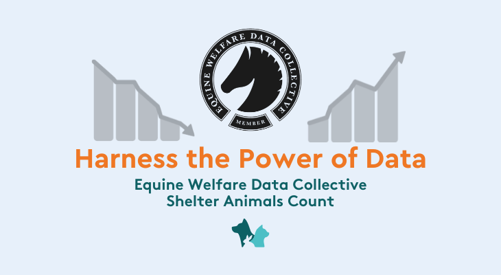 Harness the Power of Data – Shelter Animals Count with Equine Welfare Data Collective