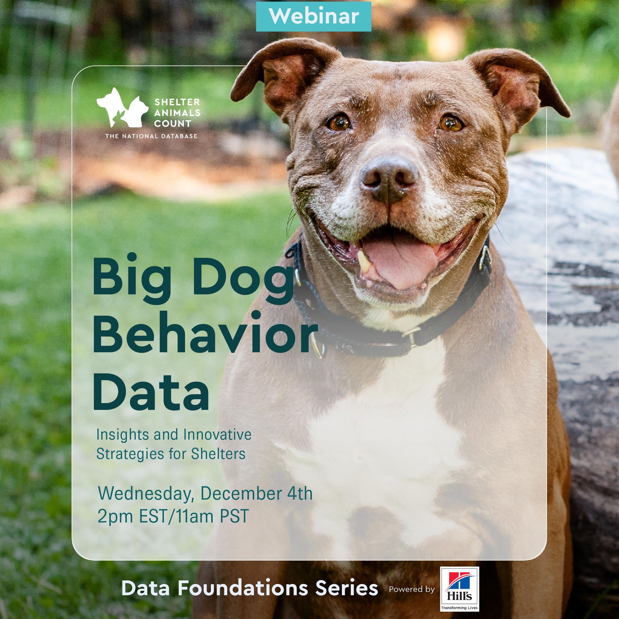 big dog behavior