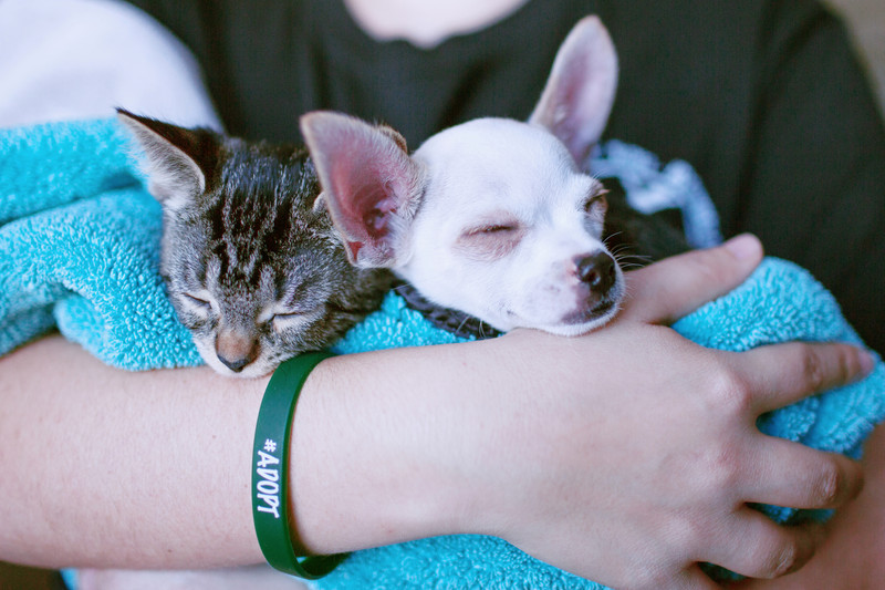 A kitten and small dog wrapped in a blanket shelter animals count