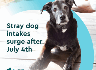 4th of July Shelter Animals Count Data
