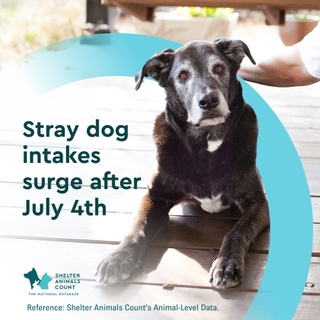 4th of July Shelter Animals Count Data