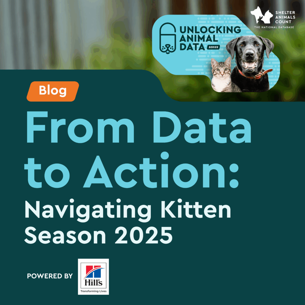 navigating kitten season 2025