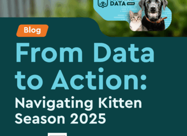 navigating kitten season 2025