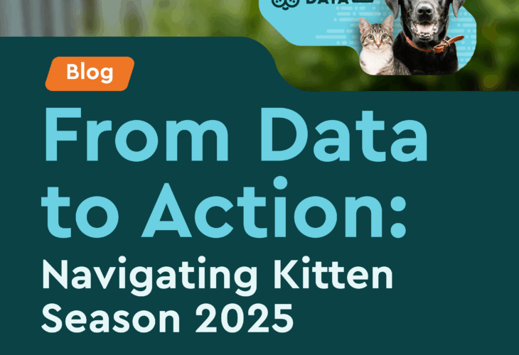 navigating kitten season 2025