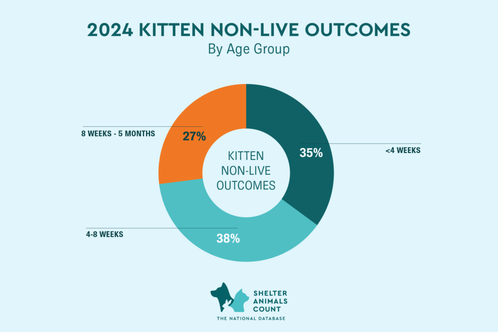 kitten non-live outcomes, shelter animals count