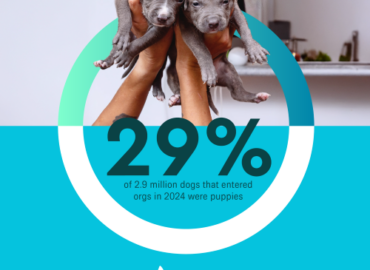 2024 puppy data