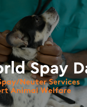 world spay day, shelter animals count, animal statistics