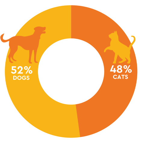 dog and cat euthanasia percentages